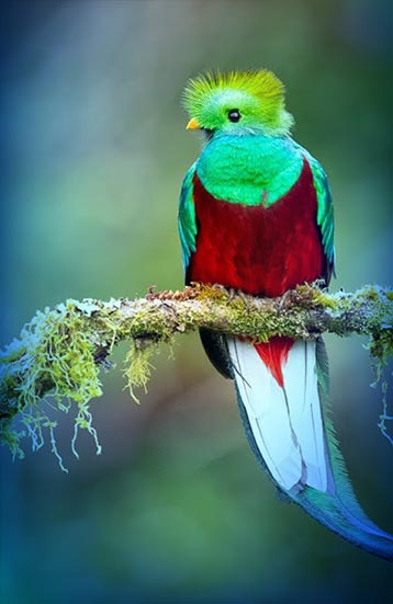 Las 7 Aves más bellas de Centroamérica