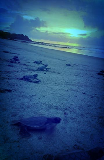 Liberan tortugas en Cayos Perlas