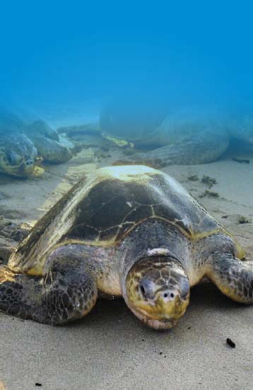 Miles de Tortugas llegan a Nicaragua