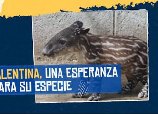 Valentina, una esperanza para su especie