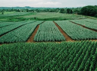 La simiente del Caribe en Nicaragua
