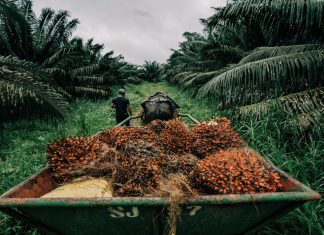 El Oro verde del Caribe en Nicaragua