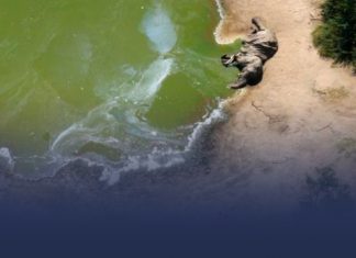 Cambio climático mata elefantes en África