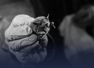 Peligro de nuevos virus transmitidos por animales