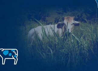 Inseminación Bovina: Nicaragua transforma su ganado