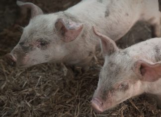 Crianza porcina, el camino para crecer