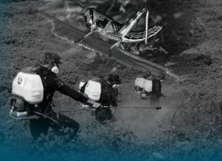 Plaga de langostas amenaza El Salvador