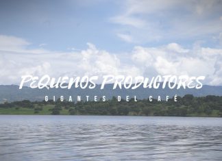 Pequeños productores gigantes del café