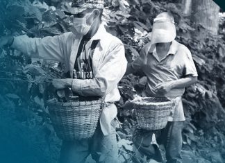 Honduras: Exportación del café en declive