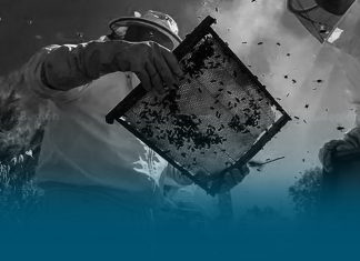 Apicultura decrece en Costa Rica