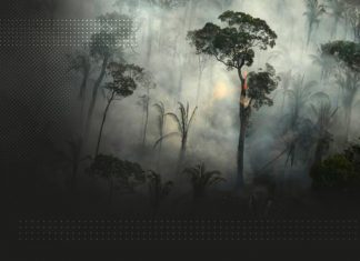 Brasil lidera devastación ambiental en el mundo