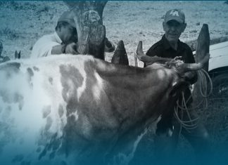 Avanza producción agropecuaria en Nicaragua