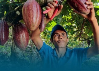 Cacao nicaragüense entre los mejores del mundo Descubre por qué el cacao nicaragüense ha logrado posicionarse dentro de la lista de los 50 mejores del mundo, según la competencia global Cocoa of Excellence.