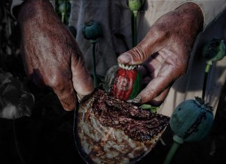 ¿Cómo se multiplicó el cultivo de opio en Afganistán? ¿Cómo se multiplicó el cultivo de opio en Afganistán?