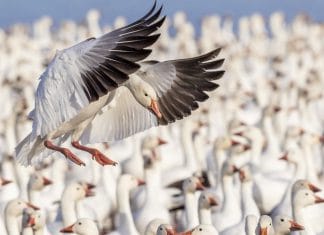 Día Mundial de las Aves Migratorias: ¿Hacia dónde van y de quién huyen?
