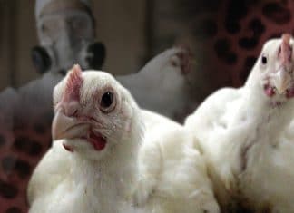 Gripe aviar se propaga en el mundo