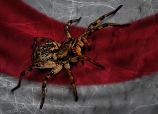 Una plaga de arañas invade Indonesia