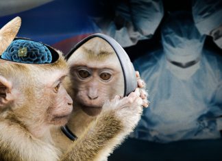 Científicos de Rusia curan ceguera en un mono con la instalación de un implante cerebral