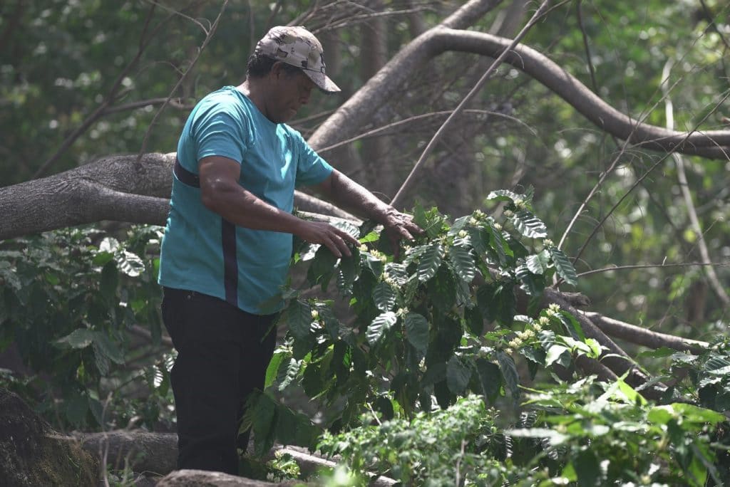 El café en Nicaragua genera más de medio millón de empleos en la época de corte. Foto: JP+