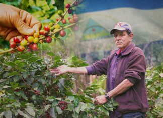 Café de Nicaragua, entre los mejores del mundo Café de Nicaragua, entre los mejores del mundo