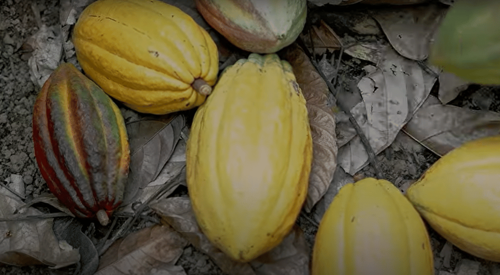 Los productores de cacao en Nicaragua, reciben asistencia técnica, bonos tecnológicos e infraestructura.