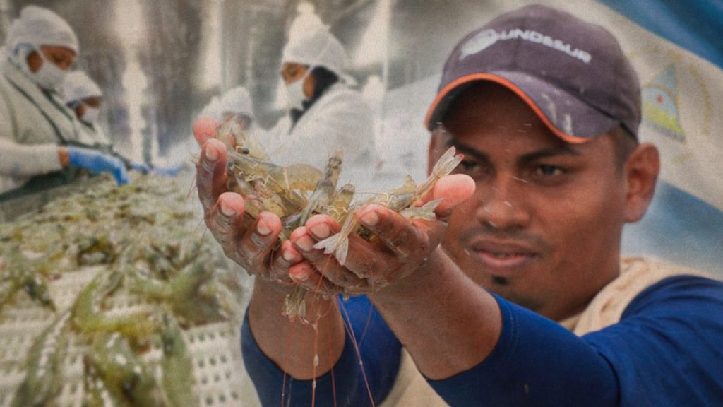 Nicaragua proyecta triplicar esfuerzos para potenciar el cultivo del camarón.