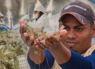 Nicaragua potencia su cultivo de camarón Camaronicultura en Nicaragua