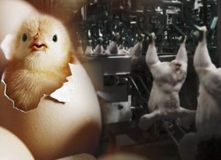 El planeta de los pollos: ¿Cómo nace la industria avícola en plena Segunda Guerra Mundial?