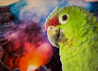 National Geographic documenta los chocoyos del fuego en el Volcán Masaya, Nicaragua