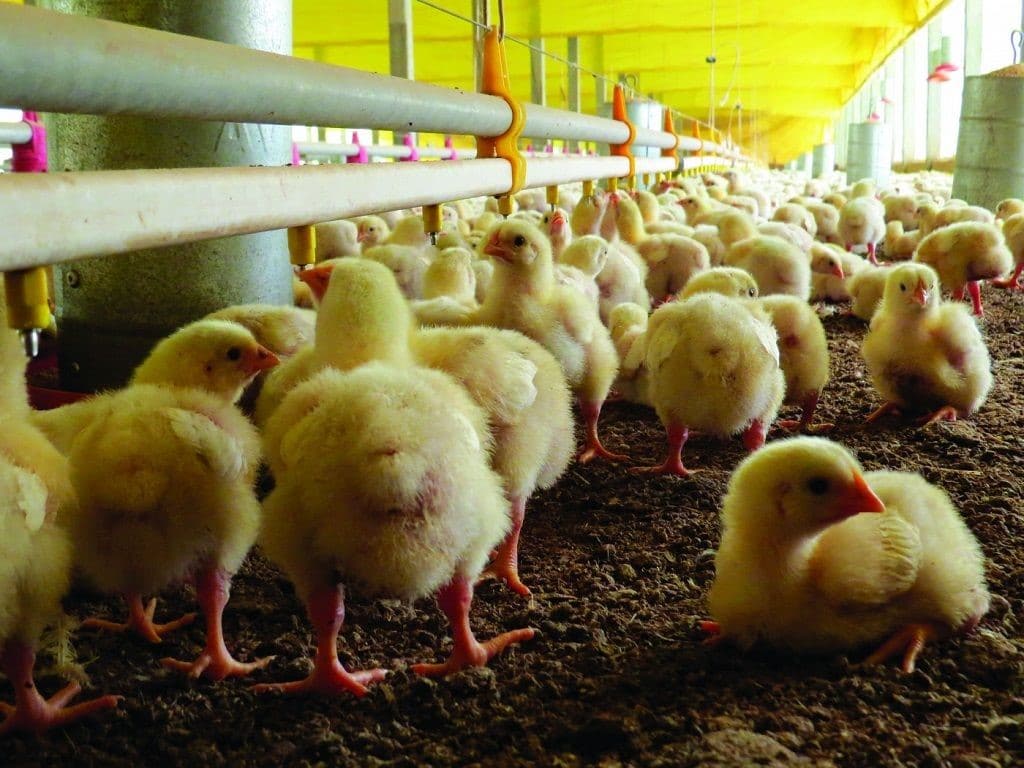 Hay 23.000 millones de pollos en el planeta, más de tres veces la población humana. Foto: bbzix.