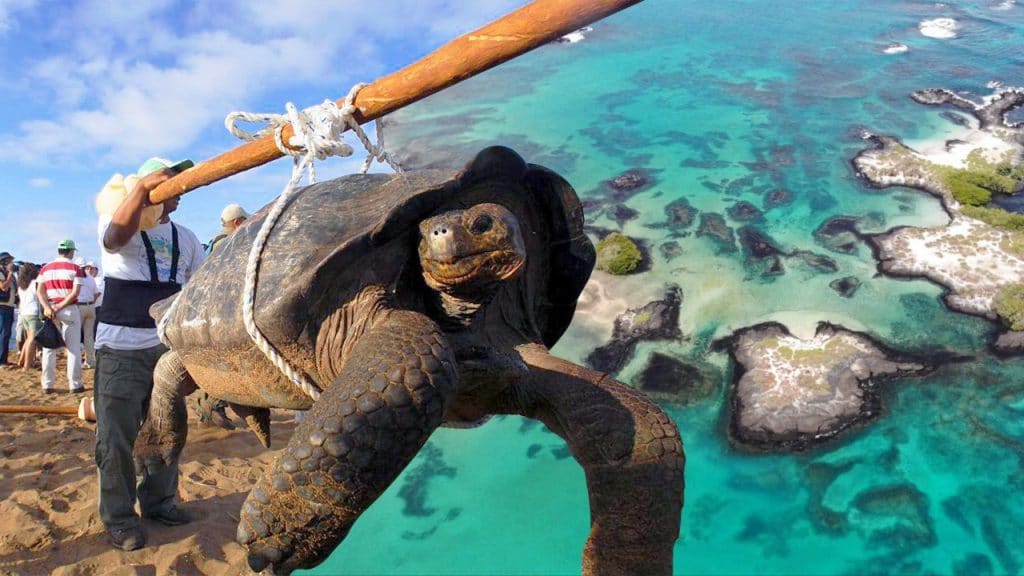 El descubrimiento de la única tortuga gigante  fantástica en el mundo, impresionó a los habitantes e investigadores de las Islas Galápagos.
