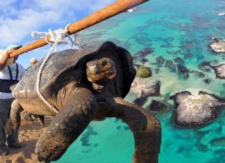 La única tortuga gigante fantástica del mundo, es encontrada en Isla Galápagos