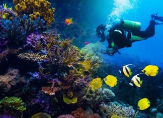 Científico descubre en México fármaco contra la Covid y el Alzhéimer en esponjas marinas