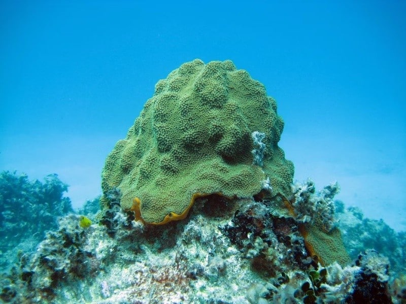 Las esponjas marinas son animales que no tienen tejidos y habitan en las profundidades de cero a mil metros.