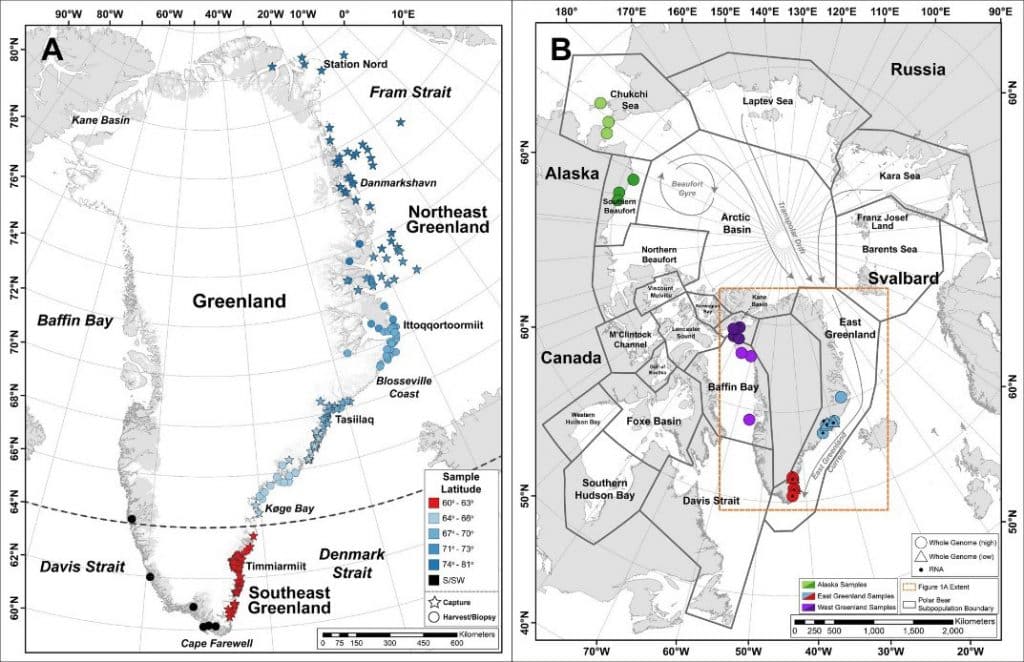 Los mapas muestran los territorios del oso polar. El de la izquierda, los animales rastreados en Groenlandia. El de la derecha, indica los límites de las 19 subpoblaciones. En rojo, la recién descubierta. Foto: Science