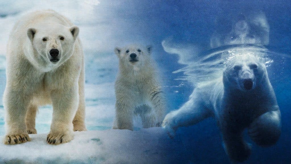 Una subpoblación de osos polares descubierta en Groenlandia desafía el cambio climático