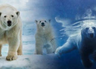 Osos polares desafían el cambio climático