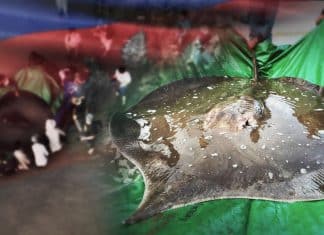 Encuentran en Camboya una raya gigante: el mayor pez de agua dulce jamás visto