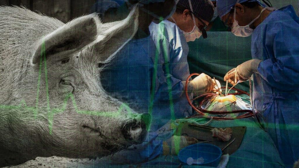 Médicos trasplantan corazones de cerdos a humanos. Foto JP+