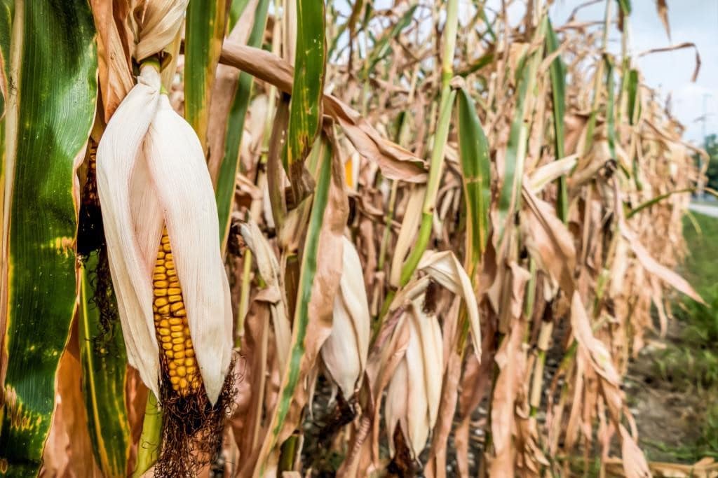 Las afectaciones en cosechas como el maíz, destinado a la alimentación de ganado, también amenazan con encarecer productos como la carne y la leche a largo plazo.