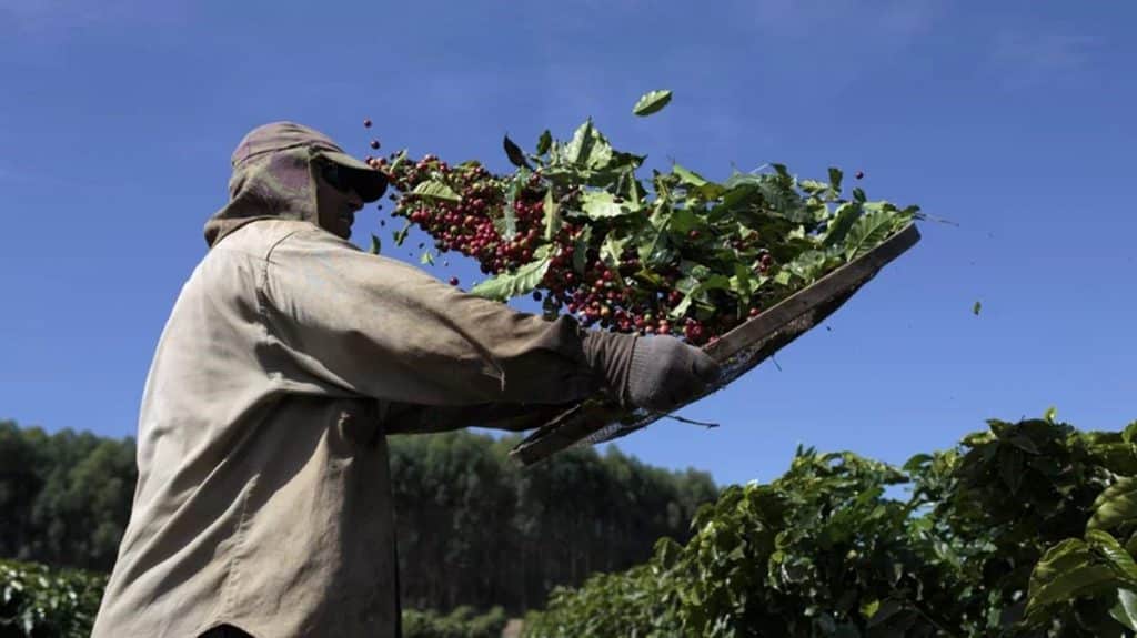 Una mala cosecha de café brasileño este año, podría crear un déficit global e impulsar una subida en los precios.