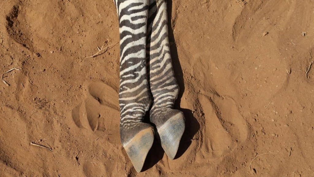 The carcass of an endangered Grevy's Zebra, which died during the drought, is seen in the Samburu national park, Kenya/ via reuters