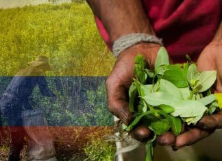 Cultivo de coca en Colombia alcanza los niveles más altos