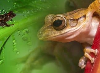 Científicos de Ecuador descubren 6 nuevas especies de ranas