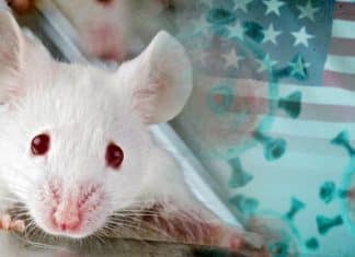 Estados Unidos crea una nueva cepa de coronavirus con 80% de mortalidad en ratones