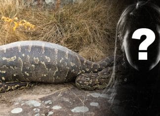 Woman is found in a python’s stomach after being disappeared