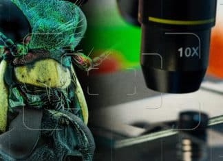 Nikon Small World: Las mejores imágenes microscópicas del 2022