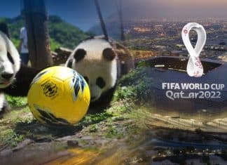 China envía dos osos pandas a Catar de cara al Mundial de Fútbol