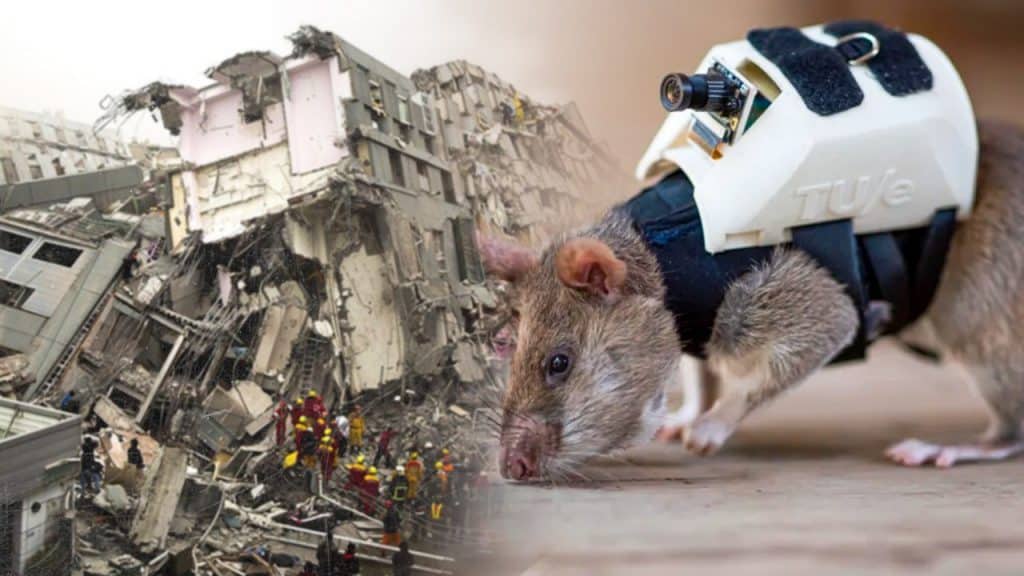 Las ratas llevarán una mochila equipada con micrófono, cámara y localizadores para facilitar las tareas de rescate.