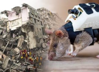 ¡Ratas al rescate! Roedores son entrenados para explorar zonas de desastre